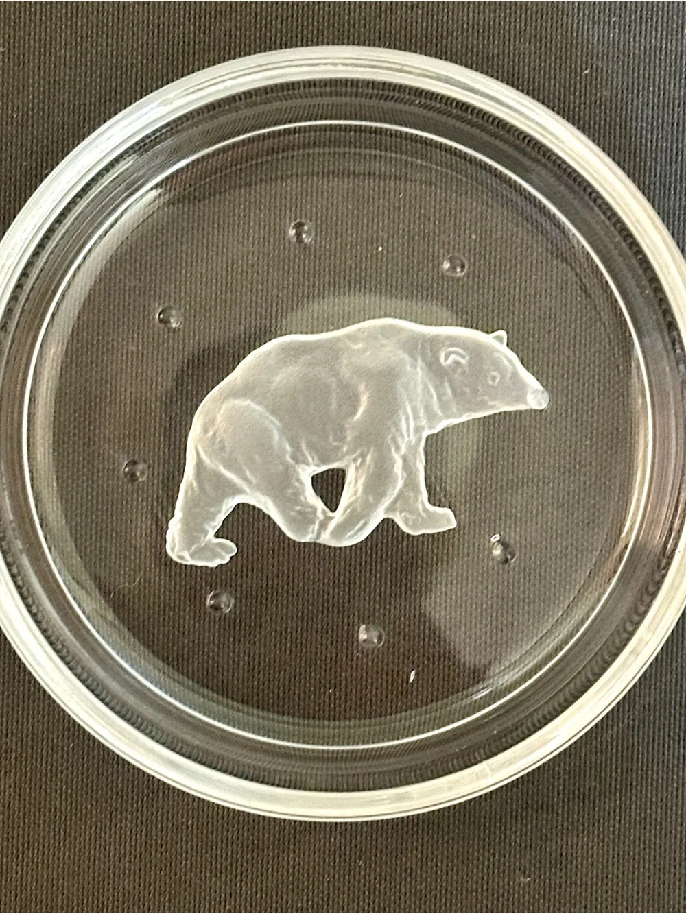 Val St Lambert Crystal Coasters Set 6 Endangered Wildlife Animals Frosted VTG